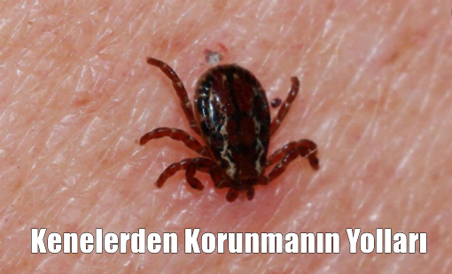 Kenelerden Korunmanın Yolları